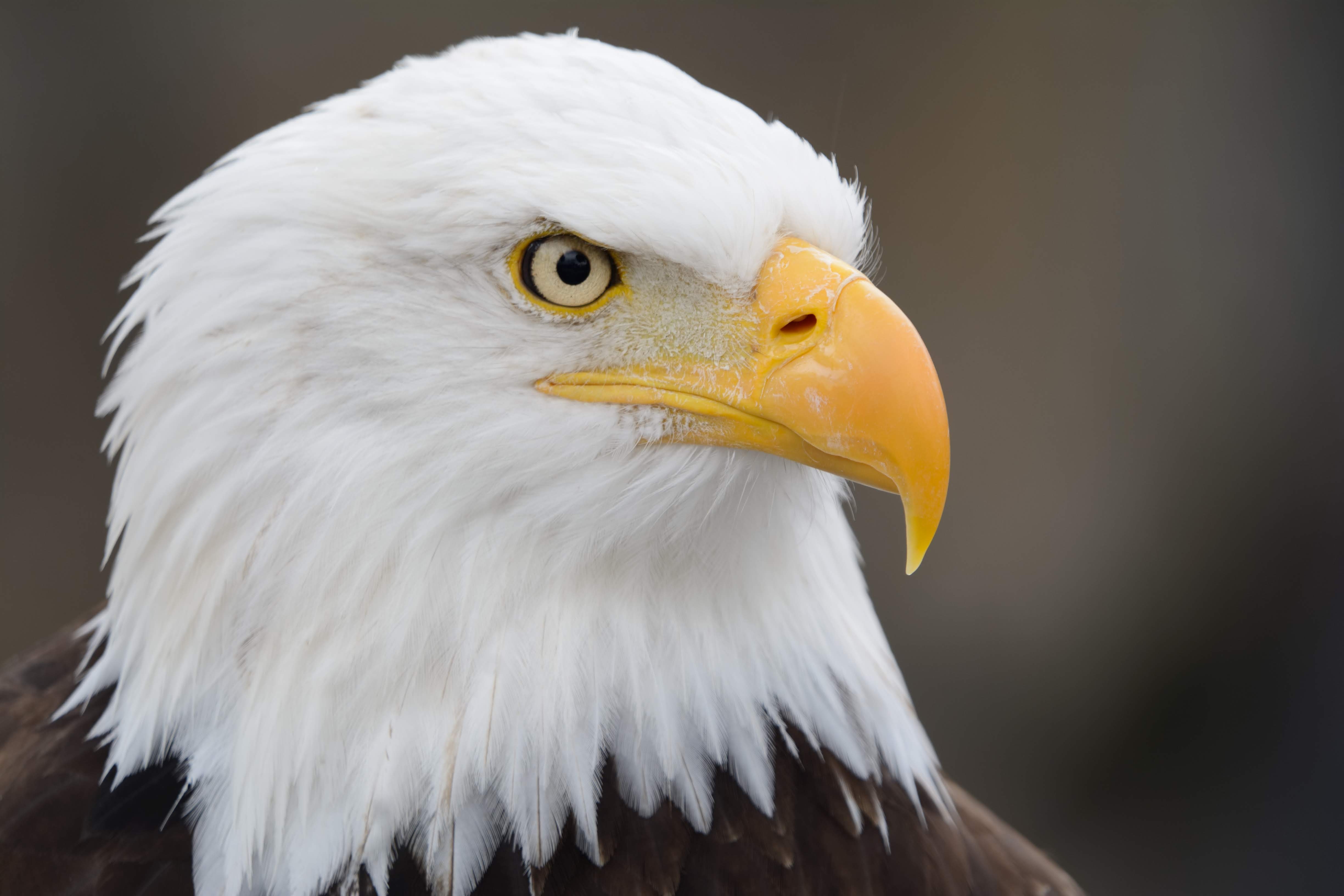 AMERICAN DREAM TITLE & BACKGROUND CHECKS SERVICES LLC logo