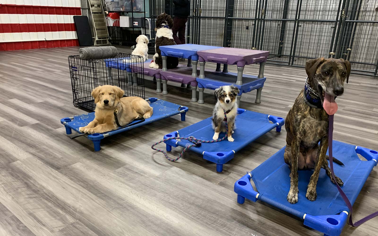 BUCKS DOG TRAINING OF VIRGINIA LLC logo